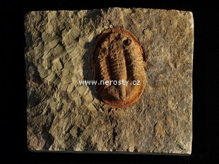 trilobit, asaphus sp.