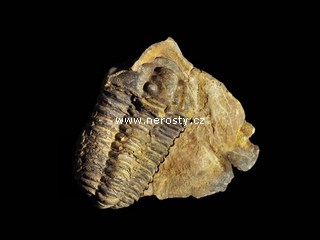 trilobit, diacalymene