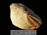 trilobit, minerál