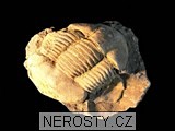 trilobit, minerál