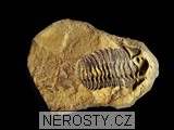 trilobit, diacalymene