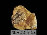 trilobit, minerál