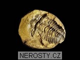 trilobit, diacalymene