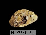 trilobit, diacalymene